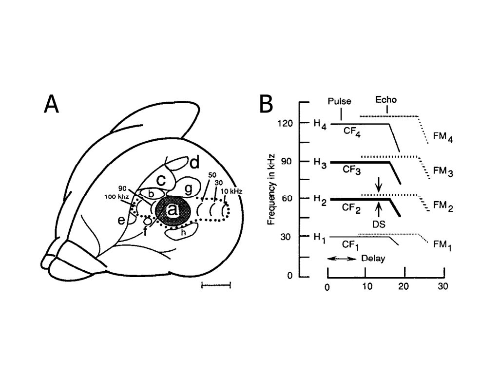 Image of the auditory cortex of a mustached bat.