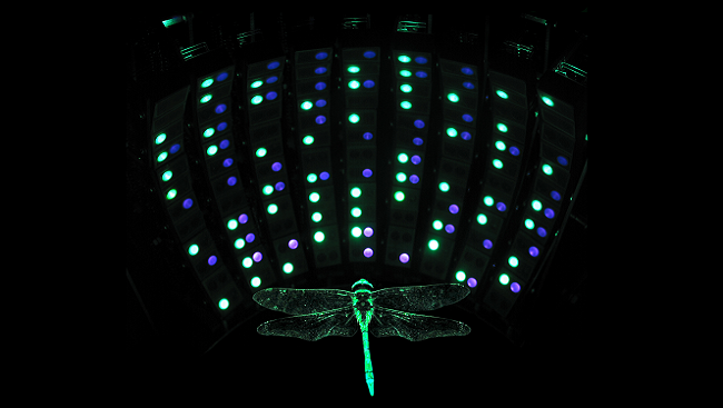 The image shows a dragonfly surrounded by a panoramic ultraviolet and green light display designed to stimulate the large neurons in the retina of the insect’s middle eye. 