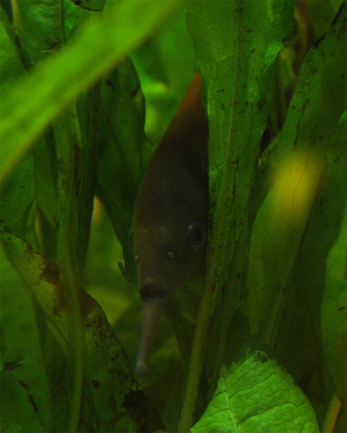 Image of a Peters' elephant-nose fish