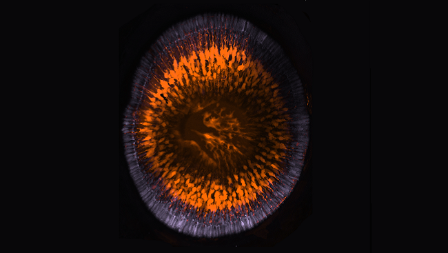 A developing zebrafish retina.