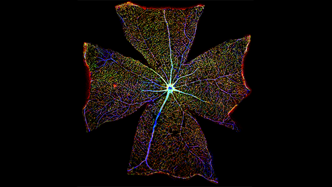 Located at the back of the eye, the retina contains light-sensing cells that convert light into electrical signals the brain can interpret. In this image of a mouse retina, blood vessels (stained in blue) deliver oxygen and nutrients to retinal cells, powering their activity.