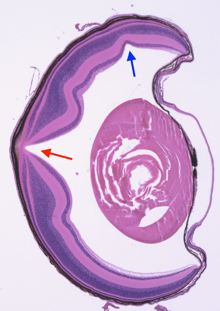 Cross-section of an anole hatchling's ey