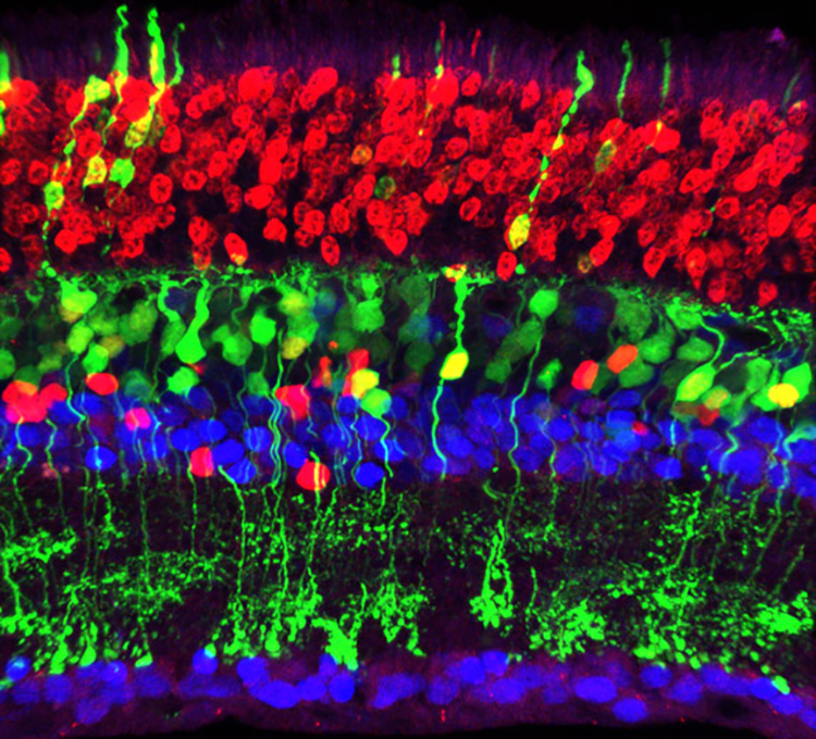 Multi-color retina cells 