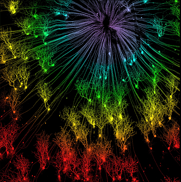 The Eye's Retina, highlighted in different colors