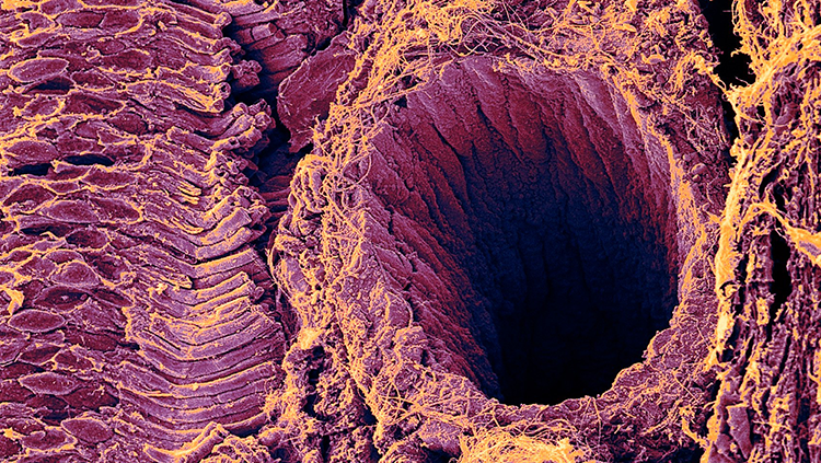 Image of a guinea pig's eye