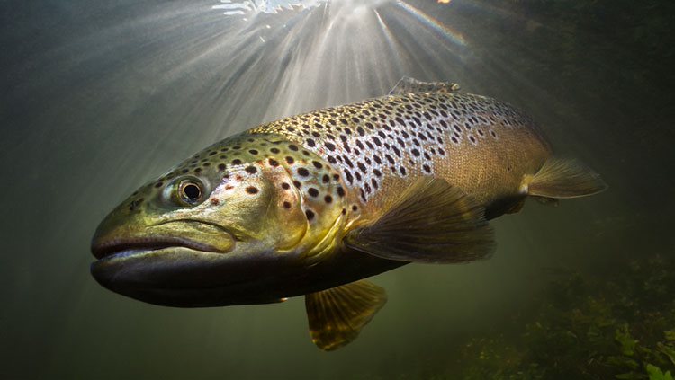Trout swimming in water