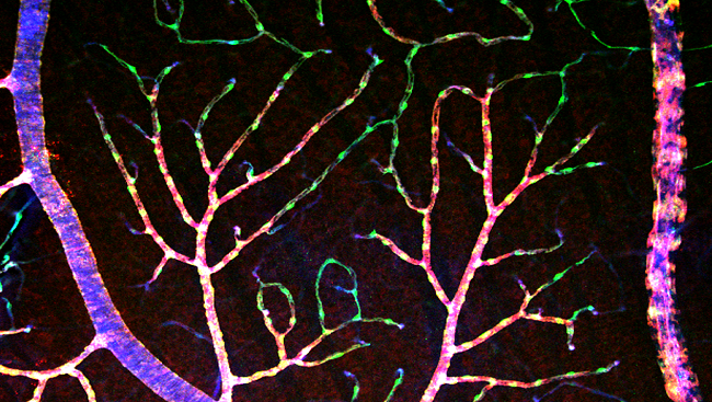 In this image of the vasculature of the rat retina, the large artery on the left delivers blood that feeds into the smaller capillaries (in green).  The deoxygenated blood is then carried out of the retina by the vein on the right.