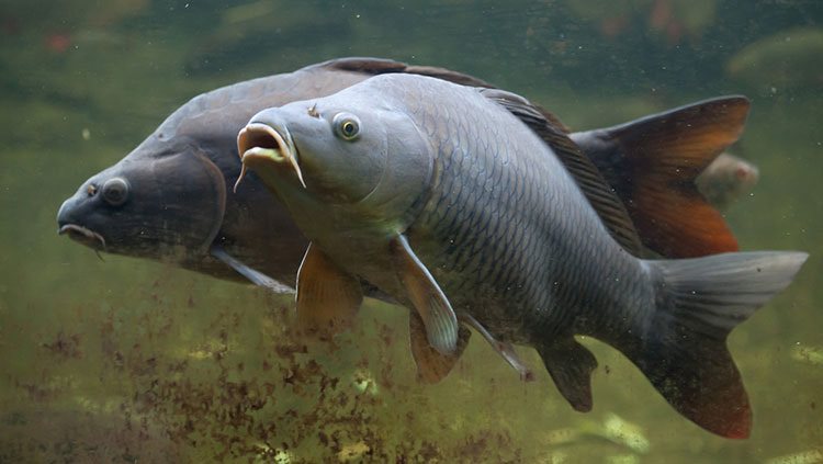 Two common carps swimming