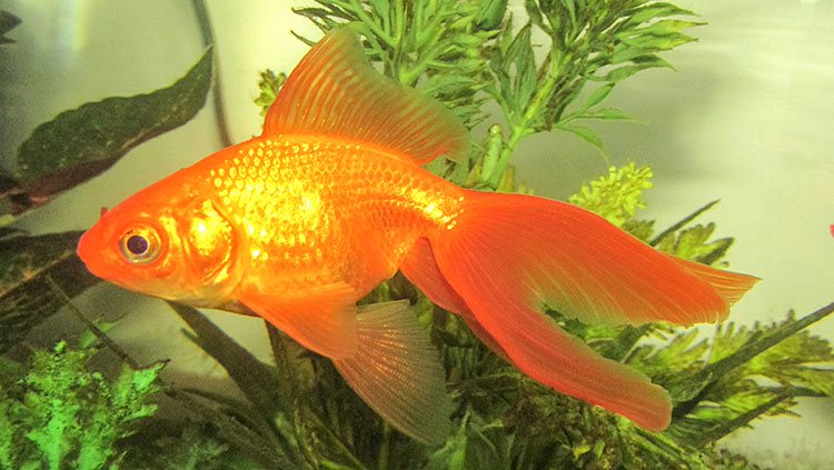 Goldfish swimming in water