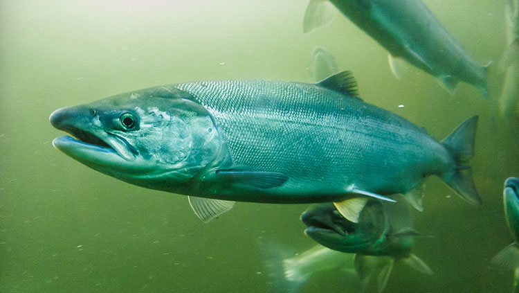 Salmon swimming in water