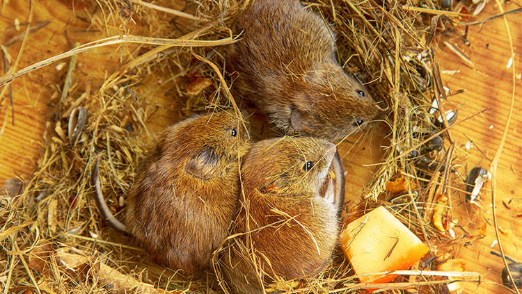 Prairie Voles