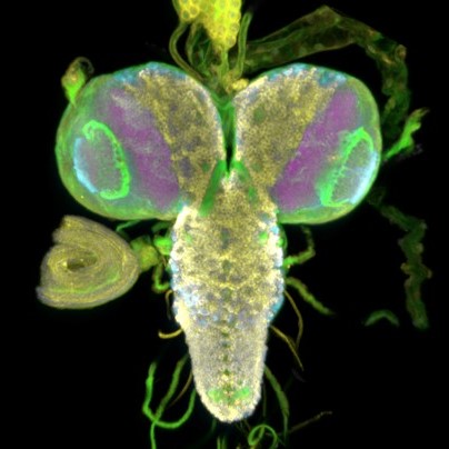 eN SiN larval fruit fly brain square thumbnail