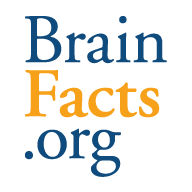 www.brainfacts.org